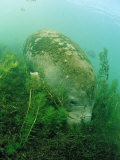 Buy Eating West Indian Manatee, Trichechus Manatus Latirostris, Usa, Florida, Fl, Everglades at AllPosters.com