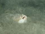 Marbled Stargazer (Uranoscopus Bicinctus), Komodo National Park, Indian Ocean