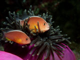 Skunk Anemonefishes (Amphiprion Sandaracinos) in a Sea Anemone, Indian Ocean, Andaman Sea