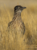 Greater Roadrunner (Geococcyx Californianus), California, USA