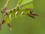 Moth Caterpillar Fourth Instar Eating a Leaf (Adeloneivaia Jason). Ecuador