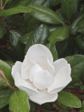 Saucer Magnolia Tree Flower Opening, Magnolia Soulangiana