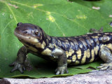 Buy Arizona Tiger Salamander, Ambystoma Tigrinum Nebulosa, Northern Arizona, USA at AllPosters.com