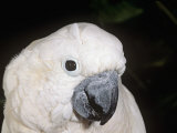 Umbrella or White-Crested Cockatoo Head, Cacatua Alba, Polynesia