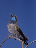 Blue-Throated Hummingbird, Lampornis Clemenciae, North America