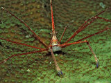 Spider Crab, Stenorhynchus Seticornus, British Virgin Islands, Bvi, Caribbean Sea, Leeward Islands