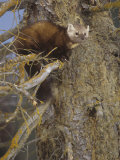 Buy Pine Marten, Martes Americana, North America at AllPosters.com
