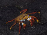 Sally Lightfoot Crab, Grapsus Grapsus, Punta Espinosa, Galapagos Islands