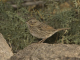 Lincoln's Sparrow (Melospiza Lincolnii) Perched on a Rock, Arizona, USA