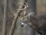 White-Tailed Deer Buck Rubbing its Antlers on a Tree (Odocoileus Virginianus), North America