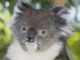 Koala Head (Phascolarctos Cinereus), Australia