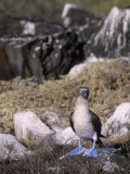 A Blue-Footed Booby (Sula Nebouxii), Galapagos Islands, Ecuador