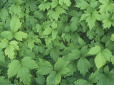 Poison Ivy Leaves (Toxicodendron Radicans), North America
