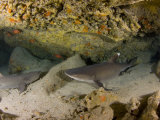 Whitetip Reef Sharks (Triaenodon Obesus) Resting in a Cavern, Hawaii, USA