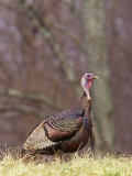 Wild Turkey Gobbler (Meleagris Gallopavo), North America