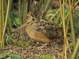 American Woodcock (Scolopax Minor), North America