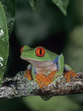 Red-Eyed Treefrog (Agalychnis Callidryas), Central America.