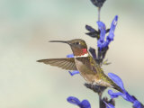 Ruby-Throated Hummingbird (Archilochus Colubris) .Male