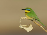 Little Bee Eater, Merops Pusillus, Sambura, Kenya, Africa