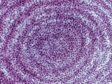 Buy Rough Endoplasmic Reticulum, Rer, Membranes with Associated Ribosomes at AllPosters.com