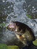 Buy Largemouth Bass, Plastic Lure, Lily Pads at AllPosters.com