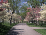 Pink and White Dogwood Trees in Bloom Along a Fenced Road, Lexington, Kentucky, USA
