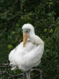 Wood Stork Chick, Mycteria Americana, . Florida, USA