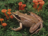 Wood Frog, Rana Sylvatica, on the Forest Floor with Mosses and Mushrooms. Eastern USA