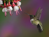 Male Ruby-Throated Hummingbird Hovering Near Flowers (Archilochus Colubris), Eastern USA