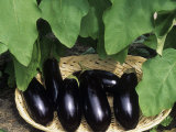 Buy Harvest of Eggplants (Solanum Melongena), 'Dusky Hybrid' Variety at AllPosters.com