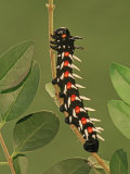 Common Emperor Moth Larva or Caterpillar (Bunaea Alcinoe), Family Saturniidae, South Africa