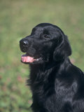 Flat-Coated Retriever Variety of Domestic Dog