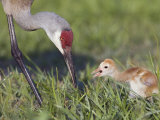 Sandhill Crane (Grus Canadensis) with Chick Eating an Insect, Florida, USA