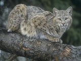 Buy Bobcat, Lynx Rufus, North America at AllPosters.com