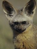Bat-Eared Fox Juvenile, Otocyon Megalotis, Serengeti, Tanzania, Africa