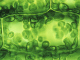 Buy Elodea Leaf Cell with Numerous Chloroplasts at AllPosters.com