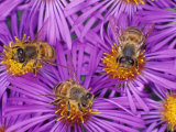 Honey Bees, Apis Mellifera, Pollinating New England Aster Flowers