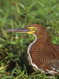 Rufescent Tiger Heron Head, Tigrisoma Lineatum, Pantanal, Brazil, South America