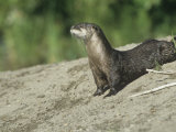 Buy River Otter, Lutra Canadensis, North America at AllPosters.com