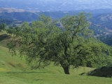 Oak Woodland, Quercus, and Grassland in the Coast Ranges of California, USA