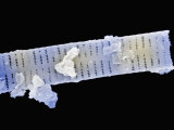 Buy Diatom from the Tar Pits, Boston Museum of Science at AllPosters.com