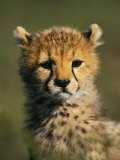 Cheetah Cub, Acinonyx Jubatus, Masai Mara Game Reserve, Kenya