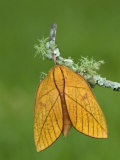 Female Moth (Adeloneivaia Jason). Ecuador