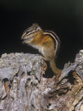 Buy Least Chipmunk Eating, Eutamias Minimus, Michigan, USA at AllPosters.com