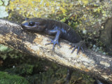 Northwestern Salamander, Ambystoma Gracile, California, USA