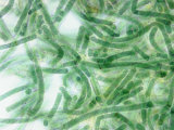 Buy Tolypothrix, a False Branching Cyanobacteria Containing Heterocysts at AllPosters.com