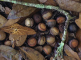 Willow Oak Acorns on the Fall Forest Floor (Quercus Phellos), Florida, USA