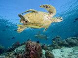 Two Remoras Cling to This Green Sea Turtle (Chelonia Mydas) Swimming over a Coral Reef, Malaysia