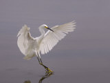 Snowy Egret Landing on Water, Egretta Thula, North America