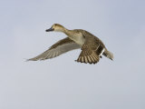 Northern Pintail Duck Female in Flight, Anas Acuta, North America